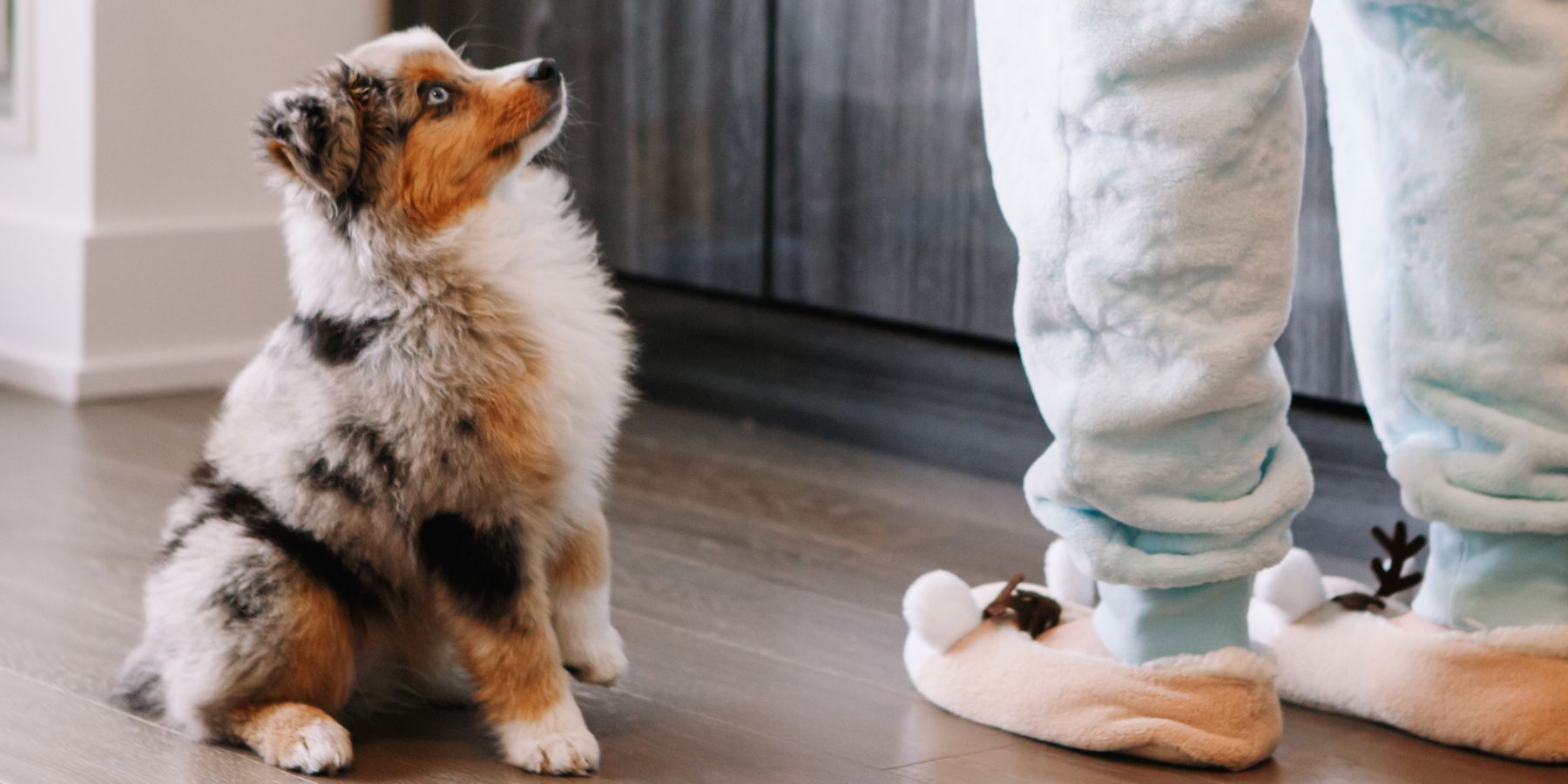 Is a Harness a Safer Option for Small Dogs?