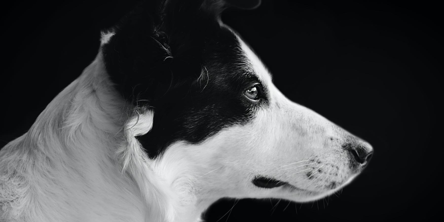 How to Install a Potty Doorbell